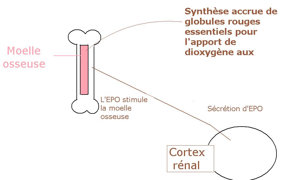 TPE Erythropoïétine: I. L'EPO et son utilisation médicale